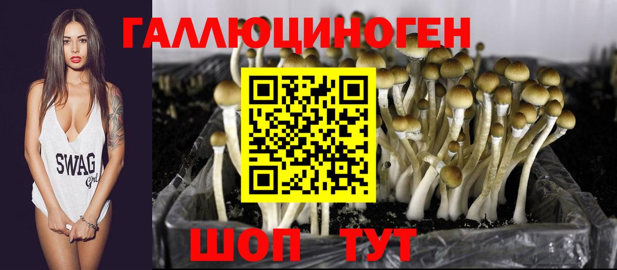 Галлюциногенные грибы Psilocybine cubensis Зима